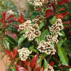 Photinia X Fraseri Little Red Robin 10L -Garantia Store 13027050 7774933782526017