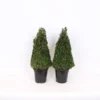 Buxus (Box) 21cm Pyramid 40-50cm