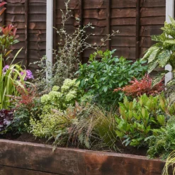 Evergreen Border 3m X 40cm