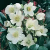 Helleborus Niger Christmas Carol 12cm