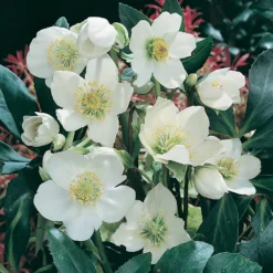 Helleborus Niger Christmas Carol 12cm