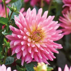 None Decorative Dahlia Extase Flower Bulbs -Garantia Store 13436283 1615022410698833