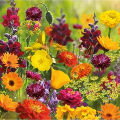 None Seed Mixture Of Bright Flowers 5 None Seed Mixture Of Bright Flowers -Garantia Store 13436285 9885022448046142
