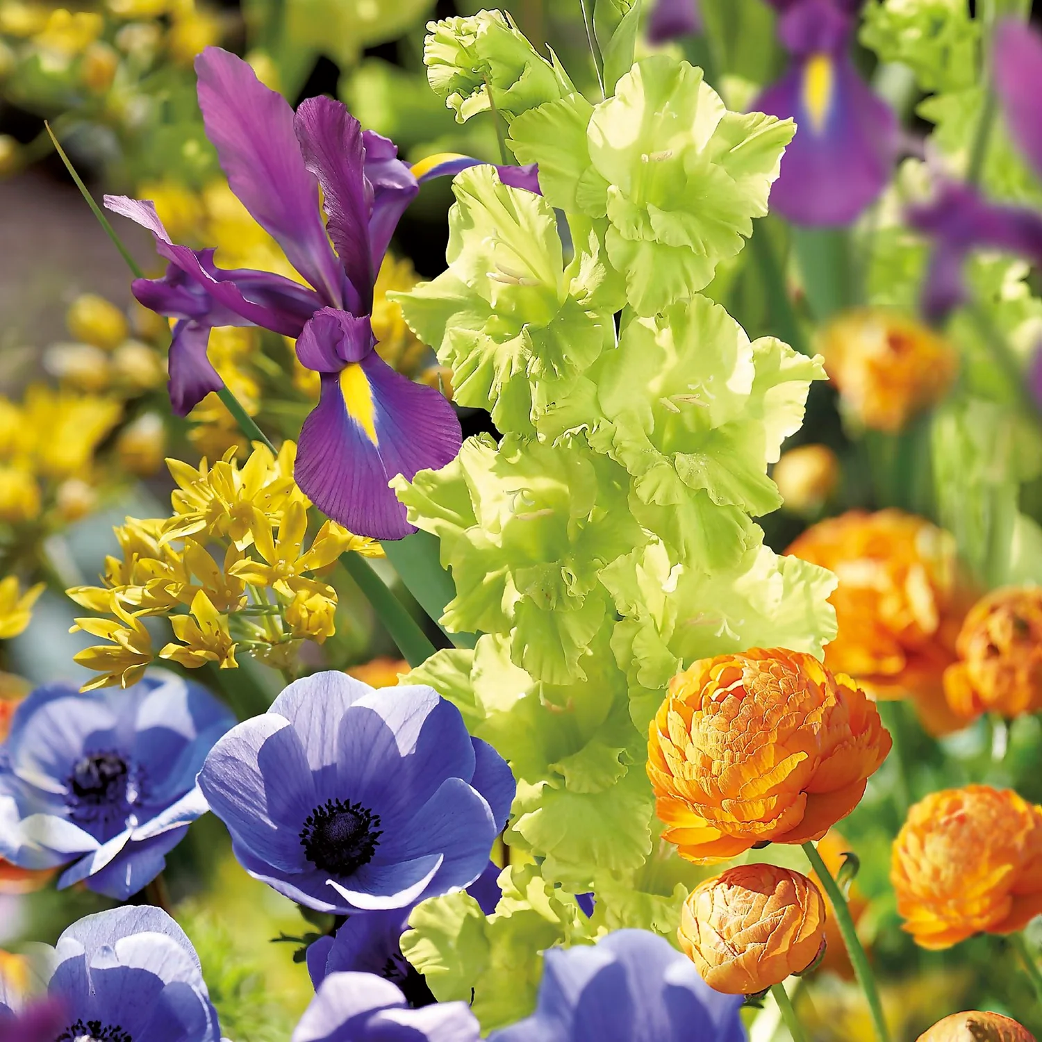 None Summer Shades Flower Bulb Collection 3 None Summer Shades Flower Bulb Collection - Image 3