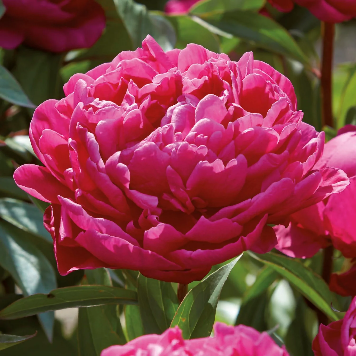 Peony Karl Rosenfield Flower Bulb 3 Peony Karl Rosenfield Flower Bulb - Image 3