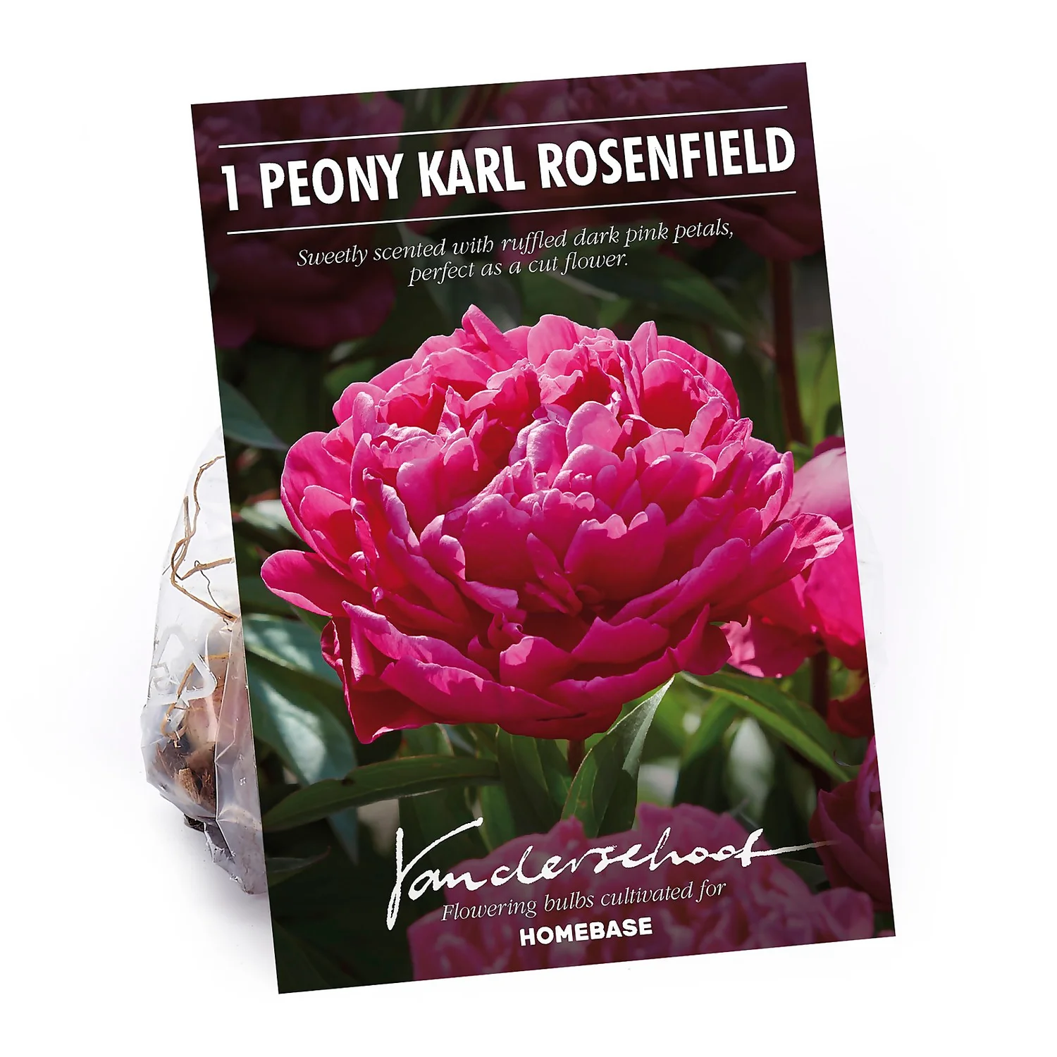 Peony Karl Rosenfield Flower Bulb 1 Peony Karl Rosenfield Flower Bulb