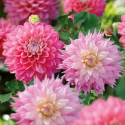 Dahlia Sir Ralph Ramsey And Melody Pink Allegro Flower Bulbs -Garantia Store 13436312 5465022448295469
