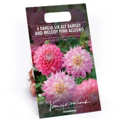 Dahlia Sir Ralph Ramsey And Melody Pink Allegro Flower Bulbs