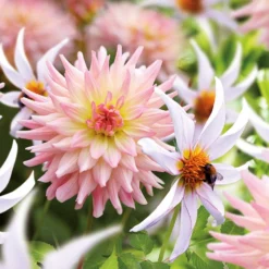 Dahlia Melody Gipsy And Honka Fragile Flower Bulbs -Garantia Store 13436315 1535022448022070