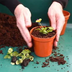 Coco & Coir Coco Boost All Purpose Compost With Added Nutrients - 15L -Garantia Store 13487131 4394919981240271