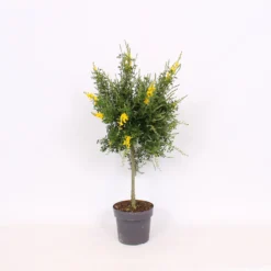Genista Blooming Dreams 17cm STD