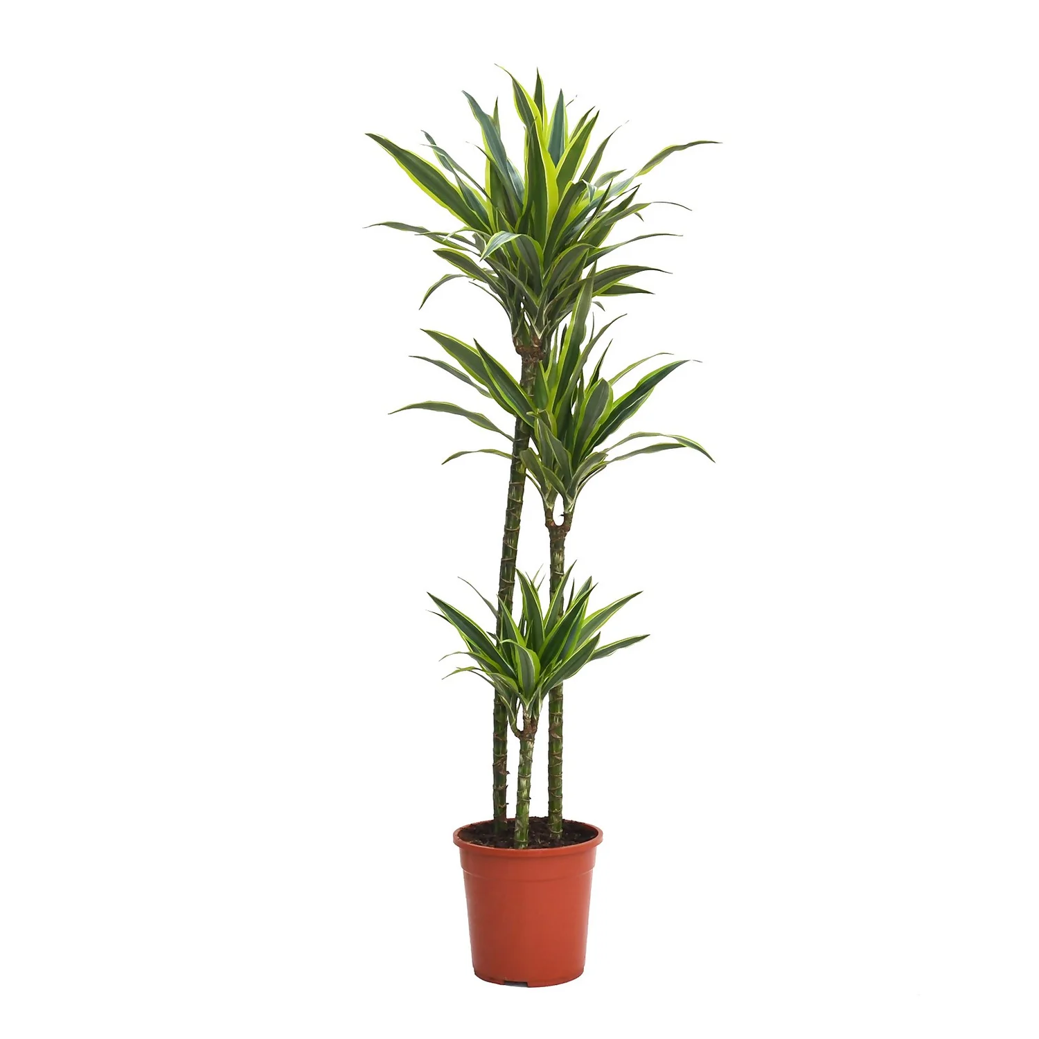 Dracaena Deremensis Lemon Lime Jumbo (Dragon Tree) 90-60-30cm - Pot Size 24cm 1 Dracaena Deremensis Lemon Lime Jumbo (Dragon Tree) 90-60-30cm - Pot Size 24cm