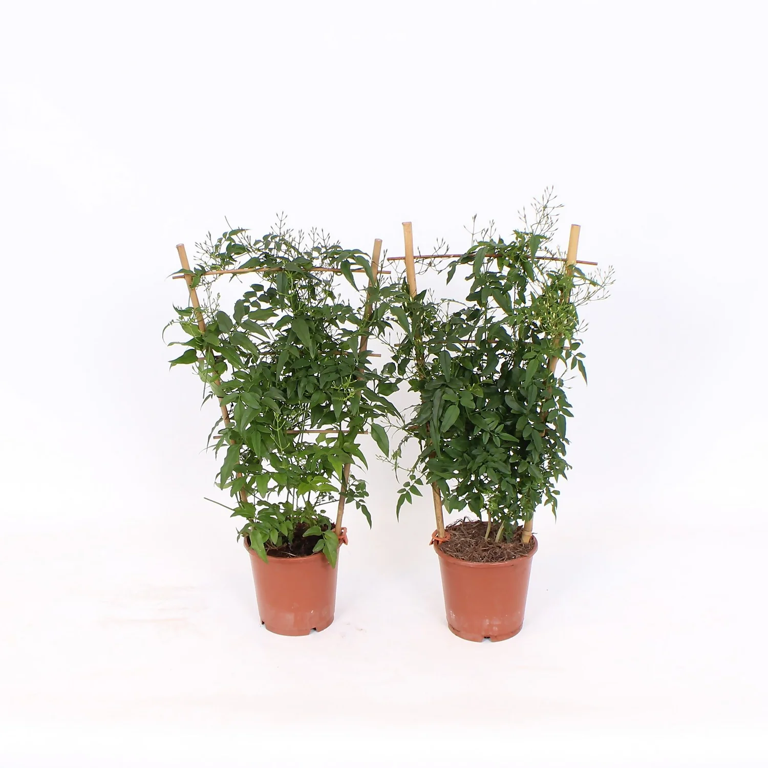 Jasmine Polyanthum 12cm Trellis 1 Jasmine Polyanthum 12cm Trellis