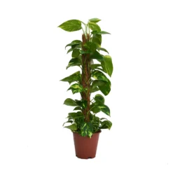 Scindapsus (Devils Ivy) 80cm Mosspole - Pot Size 19cm
