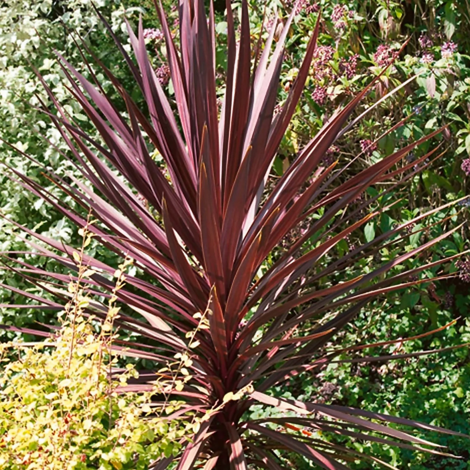 Cordyline Australis Red 17cm 1 Cordyline Australis Red 17cm