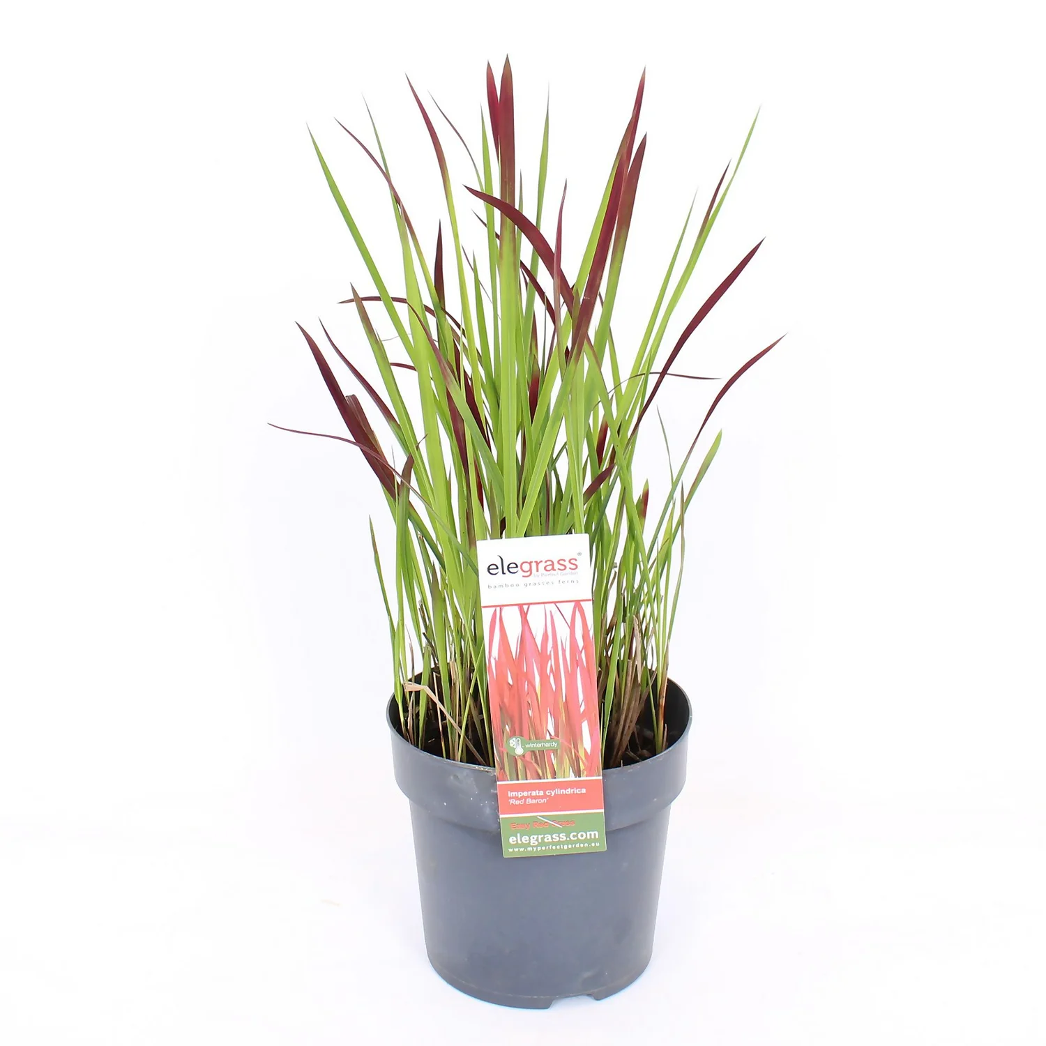 Grass Imperata Red Baron 14cm 1 Grass Imperata Red Baron 14cm