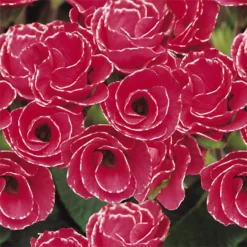 Primrose Mix Large 6 Pack Spring (Primula Acaulis) -Garantia Store 13721699 2984964324665995