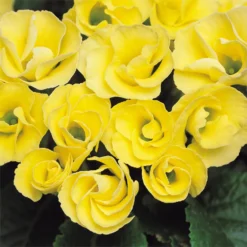Primrose Mix Large 6 Pack Spring (Primula Acaulis)