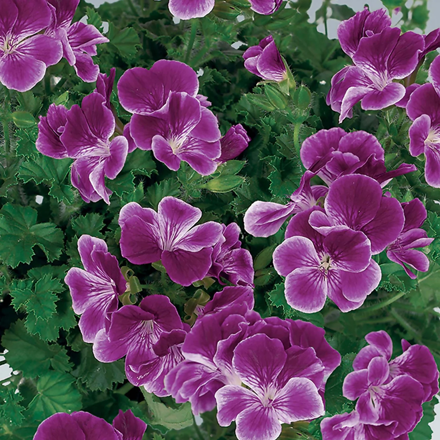 Geranium Purple 1L 1 Geranium Purple 1L