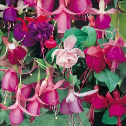 Fuchsia Trailing Mix 1L