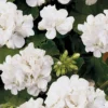 Geranium White 1L