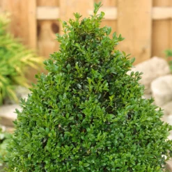None Buxus Ball 29cm Pot