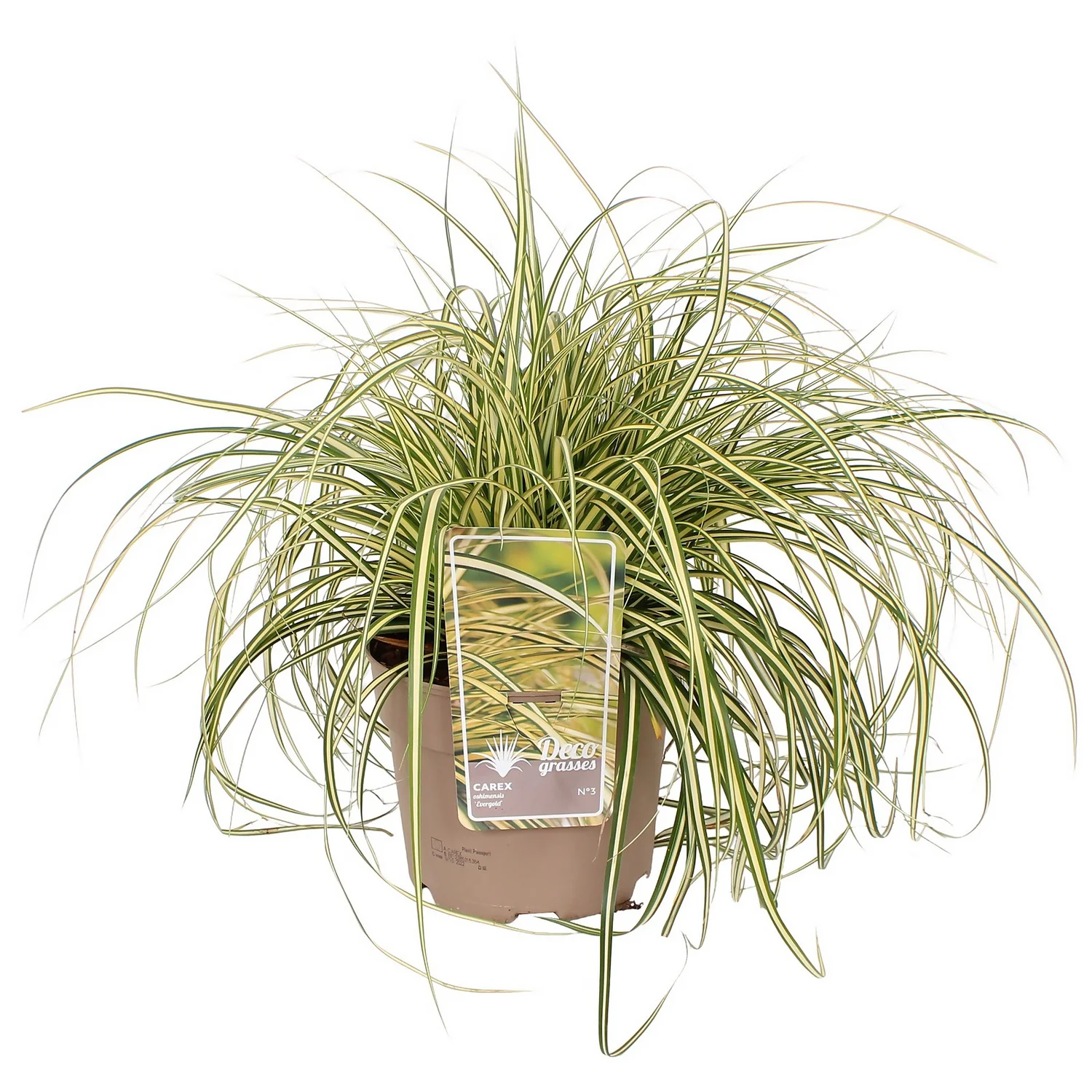 Grass Carex Evergold 19cm 1 Grass Carex Evergold 19cm