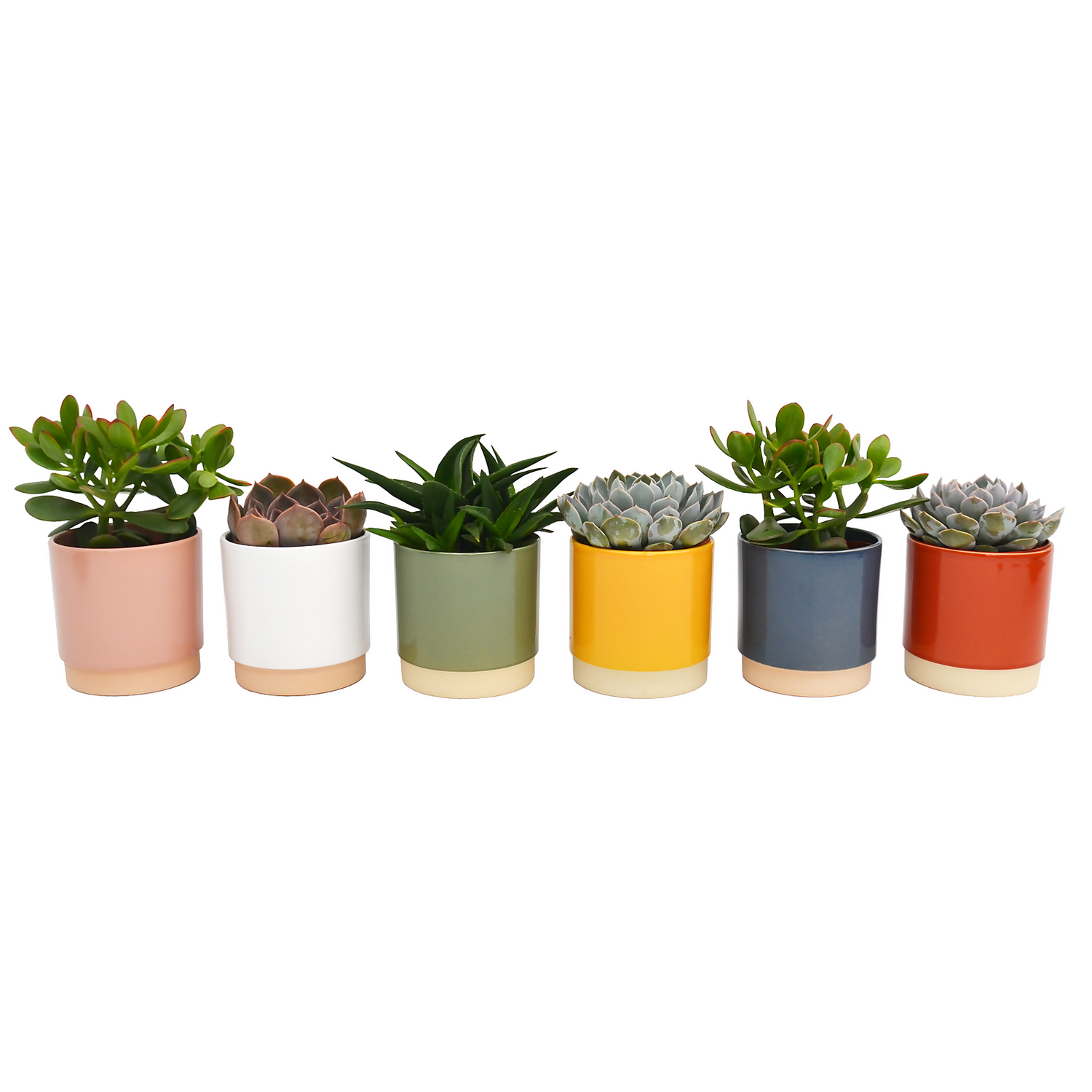 None Succulent In Eno Duo Pot - 13cm 1 None Succulent In Eno Duo Pot - 13cm
