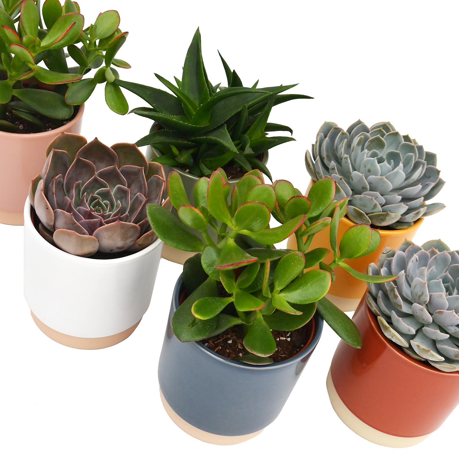 None Succulent In Eno Duo Pot - 13cm 2 None Succulent In Eno Duo Pot - 13cm - Image 2