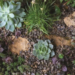 Stylish Stone Horticultural Alpine Grit Midi Bag -Garantia Store 13996143 6585013107271291