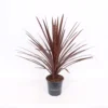 Cordyline Australis Red Star 17cm