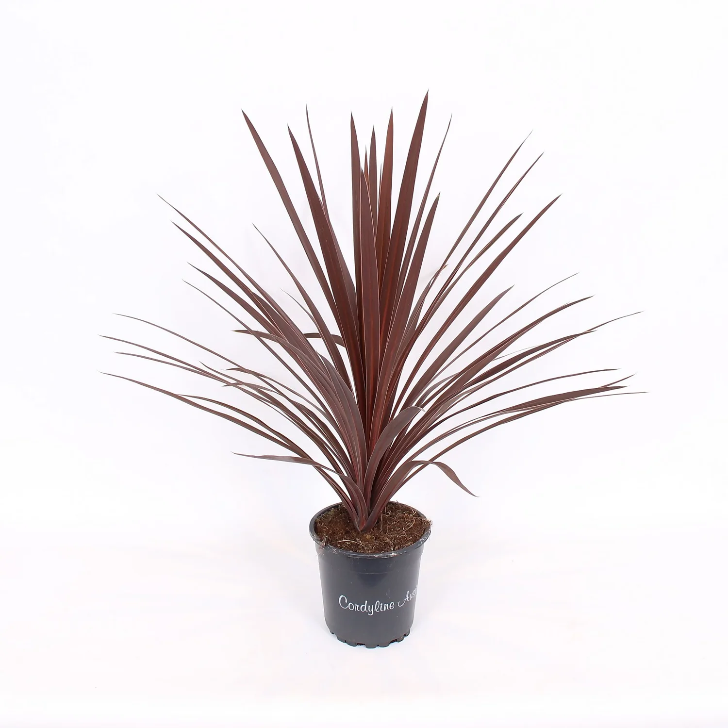 Cordyline Australis Red Star 17cm 1 Cordyline Australis Red Star 17cm