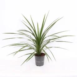 Cordyline Australis Verde 17cm