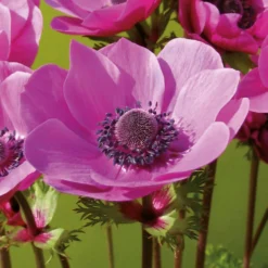 Anemone Coronaria Sylphide 5 Anemone Coronaria Sylphide -Garantia Store 14194649 8875015428776405