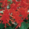 Salvia Vista Red 1L