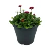 Ibiza Coloured Pot 21cm Bellis Spring