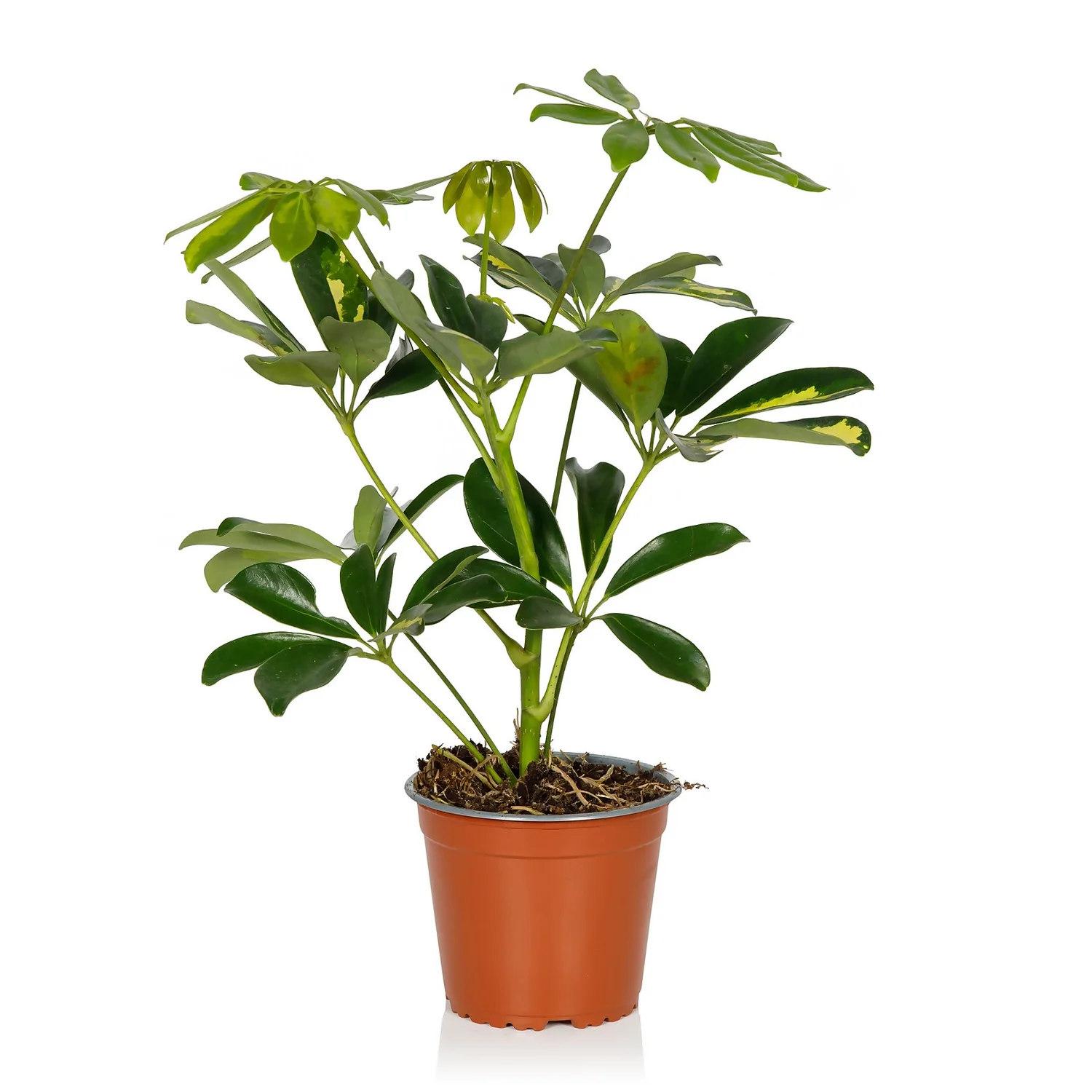 Schefflera - 13cm 1 Schefflera - 13cm