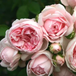 Rose Shrub Pink Mix 4.5L -Garantia Store 14238156 1085058463663980