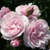 Rose Shrub Pink Mix 4.5L