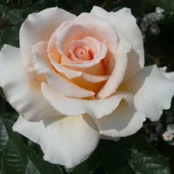 Rose Shrub Pink Mix 4.5L -Garantia Store 14238156 4315058463620135