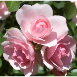 Rose Shrub Pink Mix 4.5L -Garantia Store 14238156 6715058463570713