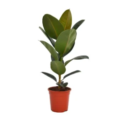 None Ficus Benjamina/elastica Mix 19cm 7 None Ficus Benjamina/elastica Mix 19cm -Garantia Store 14241169 2575033581281918