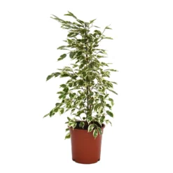 None Ficus Benjamina/elastica Mix 19cm 6 None Ficus Benjamina/elastica Mix 19cm -Garantia Store 14241169 6025033581248414