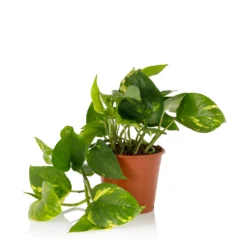 Scindapsus Trailing Mix - 13cm