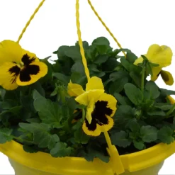 Spring Pansy/Viola Coloured Hang Pot 25cm -Garantia Store 14300056 1405032495612608