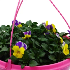 Spring Pansy/Viola Coloured Hang Pot 25cm -Garantia Store 14300056 1675032495322793