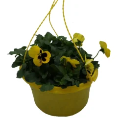 Spring Pansy/Viola Coloured Hang Pot 25cm -Garantia Store 14300056 1695032495693899
