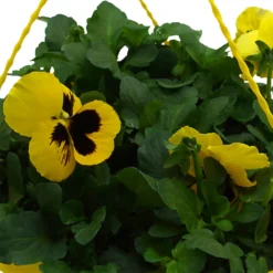 Spring Pansy/Viola Coloured Hang Pot 25cm -Garantia Store 14300056 5655032495534395