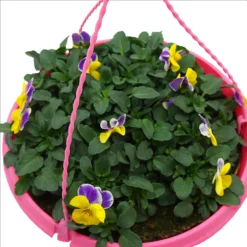 Spring Pansy/Viola Coloured Hang Pot 25cm -Garantia Store 14300056 7485032495569195