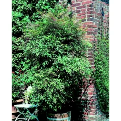 Nandina Domestica (Sacred Bamboo) 10L